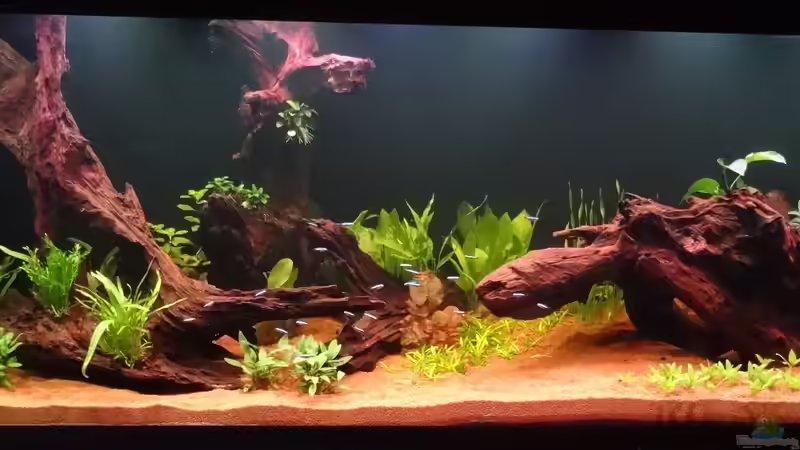 Aquarium Schöne Aussicht im Wohnzimmer statt Urlaub von Memo (4)