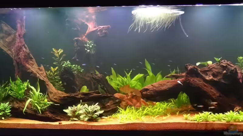 Aquarium Schöne Aussicht im Wohnzimmer statt Urlaub von Memo (6)