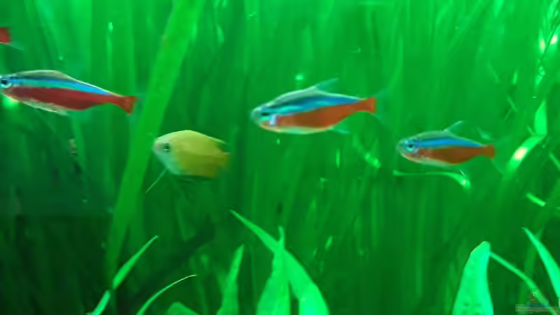 Aquarium Schorschis Dickicht von Schorschi (10)