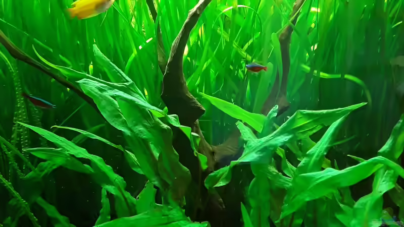 Aquarium Schorschis Dickicht von Schorschi (11)