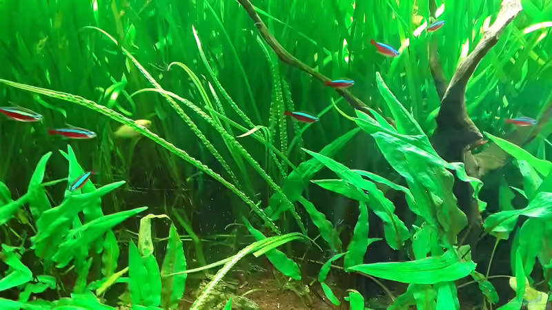 Aquarium Schorschis Dickicht von Schorschi (12)