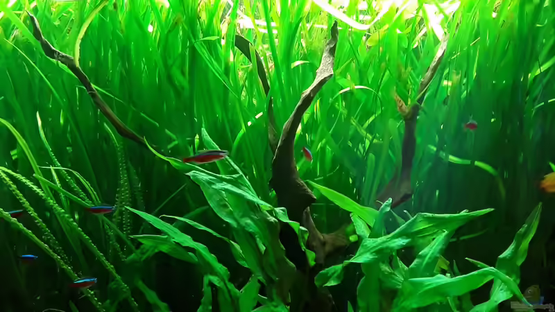 Aquarium Schorschis Dickicht von Schorschi (3)