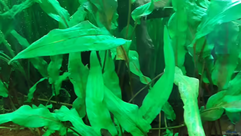 Aquarium Schorschis Dickicht von Schorschi (4)