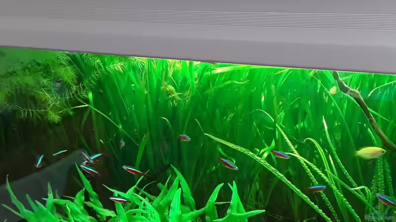 Aquarium Schorschis Dickicht von Schorschi (7)