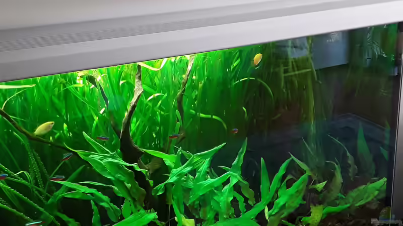 Aquarium Schorschis Dickicht von Schorschi (8)