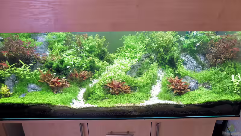 Aquarium schwäbische Alb von rorchi (13)