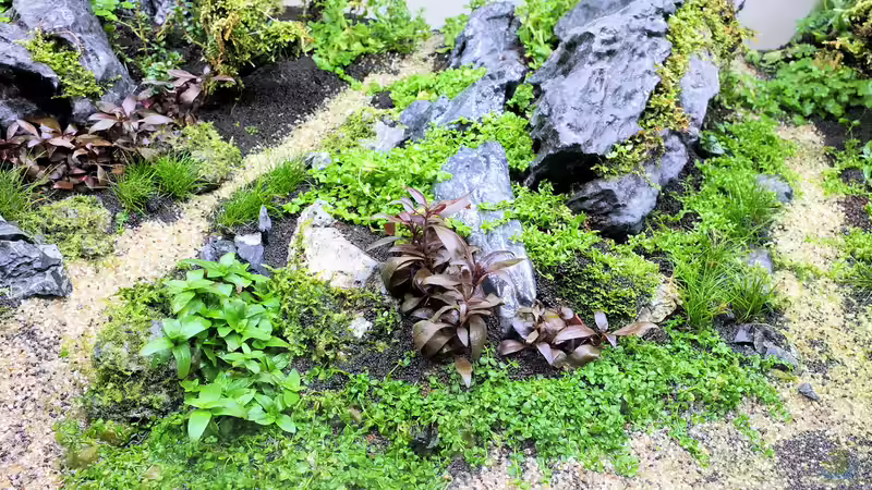 Aquarium schwäbische Alb von rorchi (30)