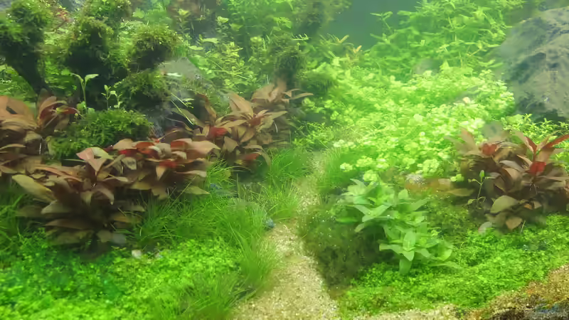 Aquarium schwäbische Alb von rorchi (34)