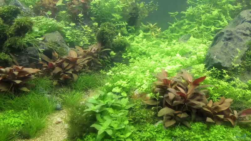 Aquarium schwäbische Alb von rorchi (35)