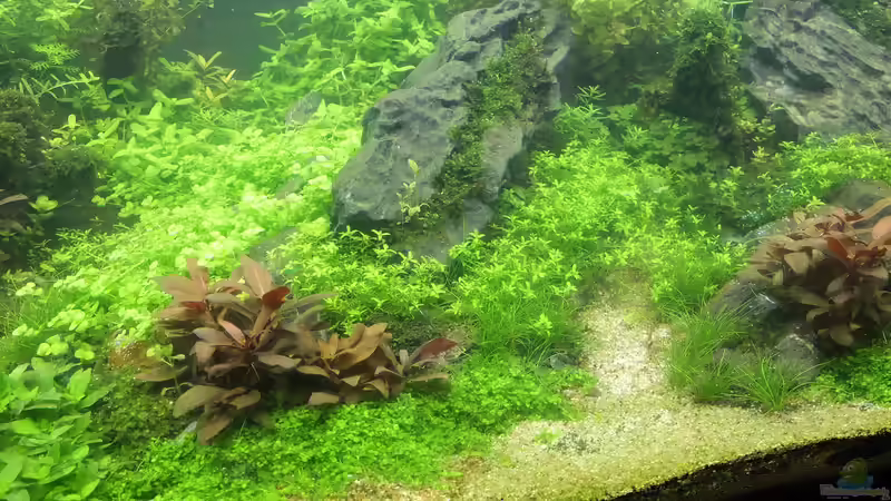Aquarium schwäbische Alb von rorchi (36)