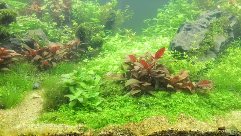 Aquarium schwäbische Alb von rorchi (38)