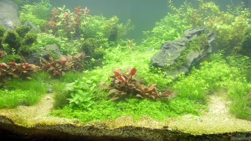 Aquarium schwäbische Alb von rorchi (40)