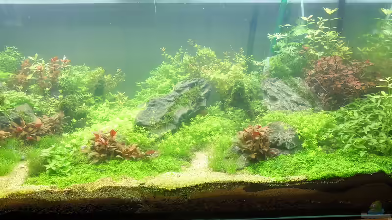 Aquarium schwäbische Alb von rorchi (42)