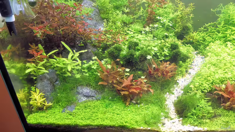 Aquarium schwäbische Alb von rorchi (44)