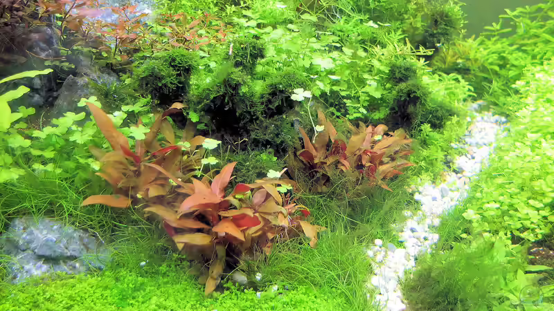 Aquarium schwäbische Alb von rorchi (45)