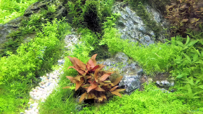 Aquarium schwäbische Alb von rorchi (46)