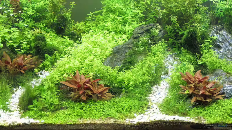 Aquarium schwäbische Alb von rorchi (47)