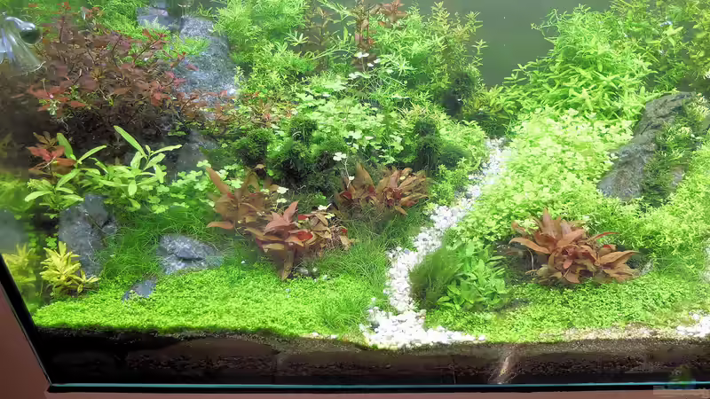 Aquarium schwäbische Alb von rorchi (49)