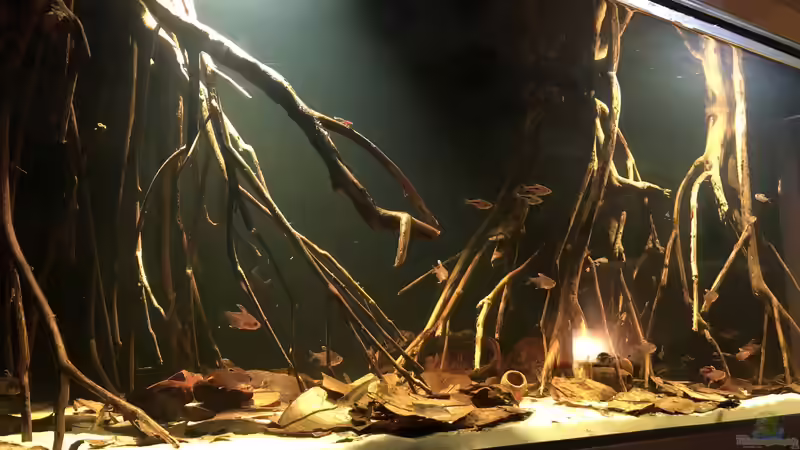 Aquarium Schwarzwasser Aquarium von JuJu (3)