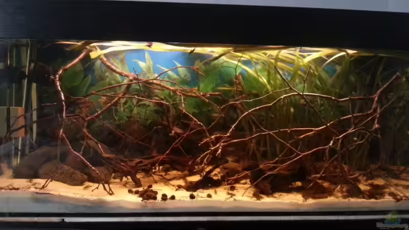 Aquarium Schwarzwasser-Biotop von David Hartleib (2)