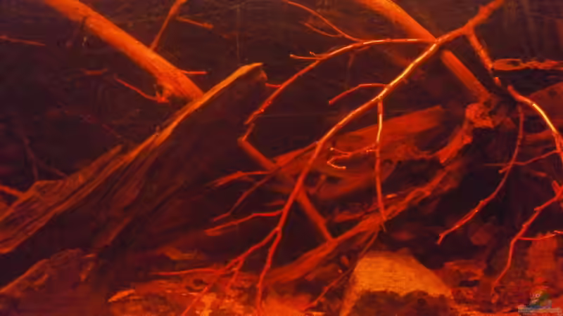 Aquarium Schwarzwasser-Biotop von David Hartleib (3)