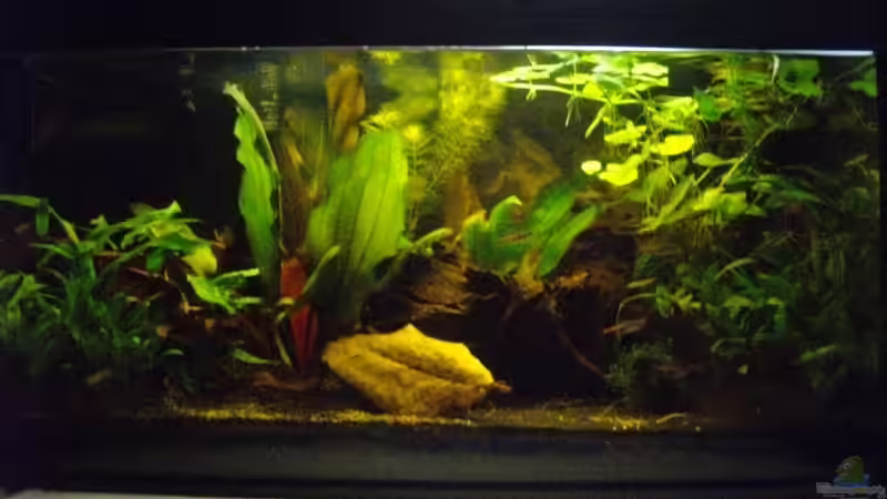 Aquarium Schwarzwasserbiotop im Kleinformat von Caricciola (4)