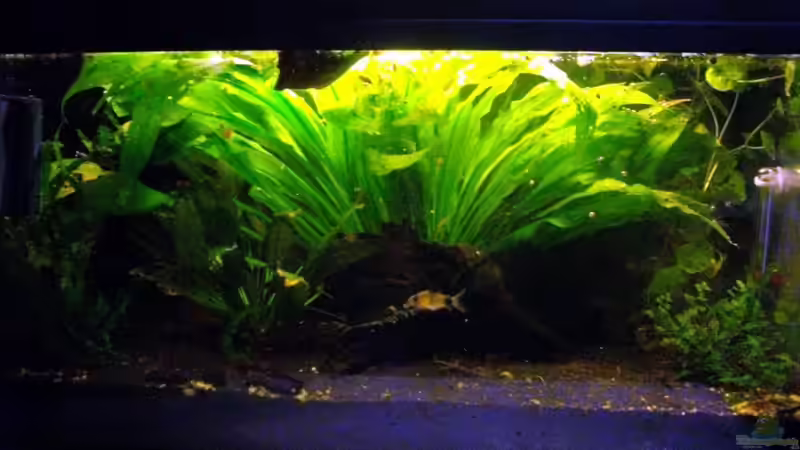 Aquarium Schwarzwasserbiotop im Kleinformat von Caricciola (8)