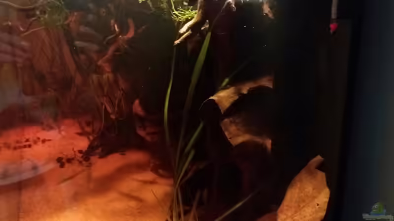 Aquarium Schwarzwasserhabiat mit aufgesetzer Pflanzenwelt von Sebastian Müller (3)
