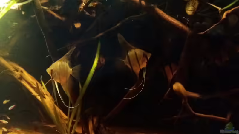 Aquarium Schwarzwasserhabiat mit aufgesetzer Pflanzenwelt von Sebastian Müller (5)