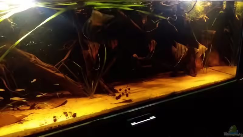 Aquarium Schwarzwasserhabiat mit aufgesetzer Pflanzenwelt von Sebastian Müller (6)