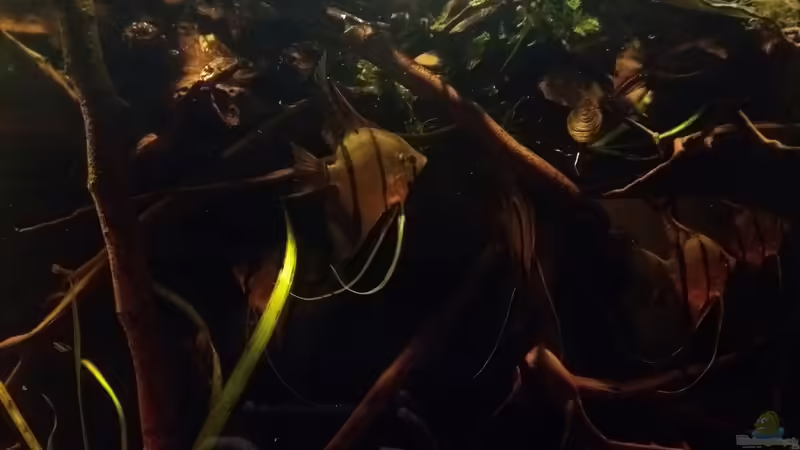 Aquarium Schwarzwasserhabiat mit aufgesetzer Pflanzenwelt von Sebastian Müller (7)