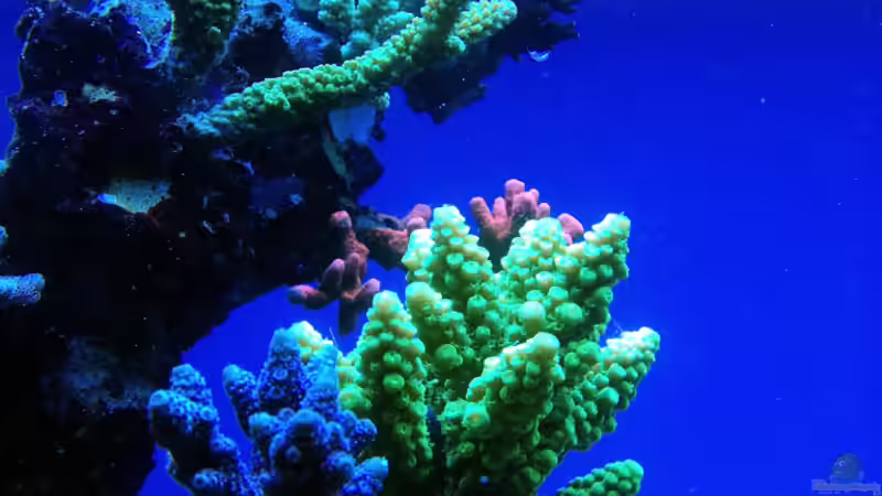 Aquarium Schwings Reef von Schwing (6)