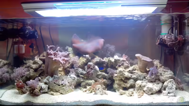 Aquarium SeaWorld 2 von Andreas Fleischer (3)