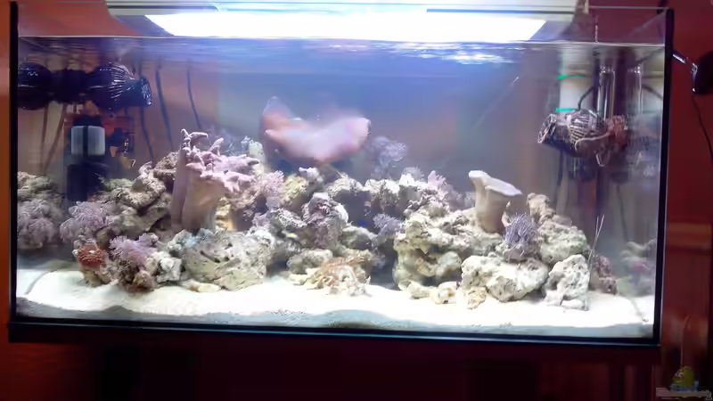 Aquarium SeaWorld 2 von Andreas Fleischer (4)