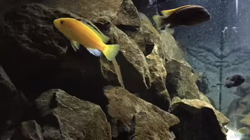 Aquarium See der Sterne von Philipp Böhme (11)