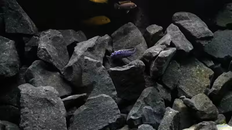 Aquarium See der Sterne von Philipp Böhme (15)