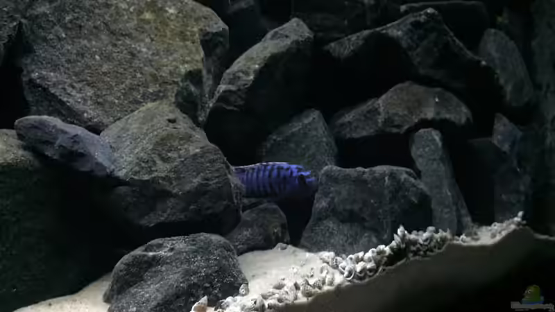 Aquarium See der Sterne von Philipp Böhme (16)