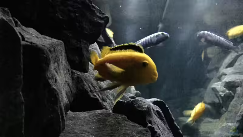 Aquarium See der Sterne von Philipp Böhme (20)