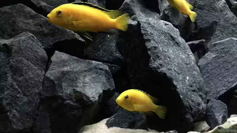 Aquarium See der Sterne von Philipp Böhme (21)