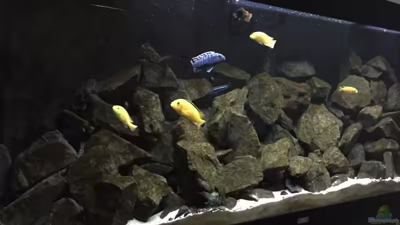 Aquarium See der Sterne von Philipp Böhme (3)