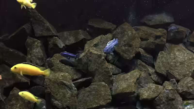 Aquarium See der Sterne von Philipp Böhme (4)