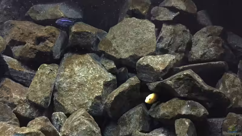 Aquarium See der Sterne von Philipp Böhme (5)