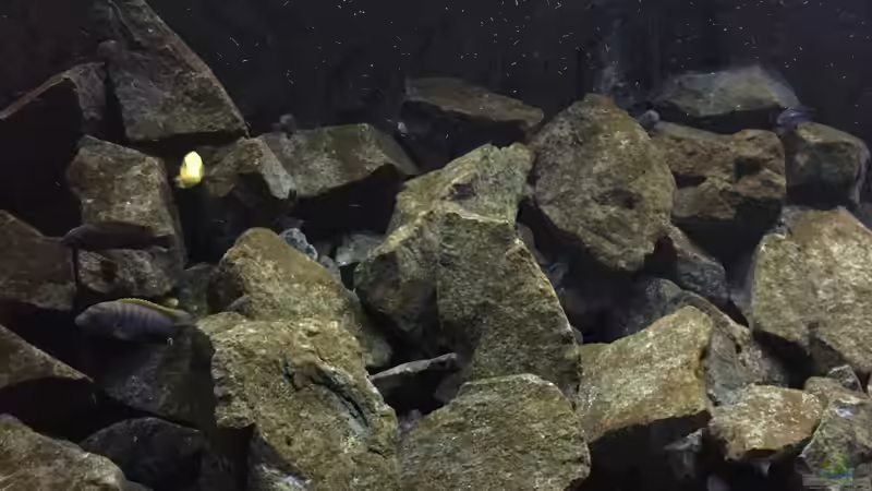 Aquarium See der Sterne von Philipp Böhme (6)