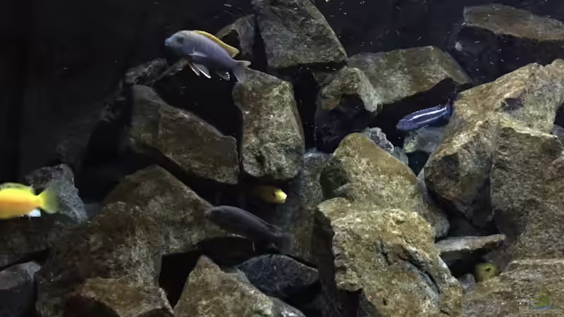 Aquarium See der Sterne von Philipp Böhme (7)