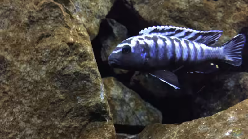 Aquarium See der Sterne von Philipp Böhme (8)