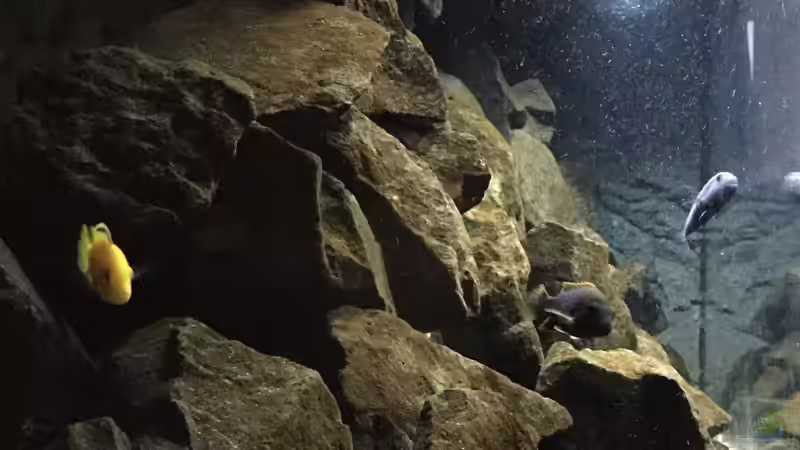 Aquarium See der Sterne von Philipp Böhme (9)