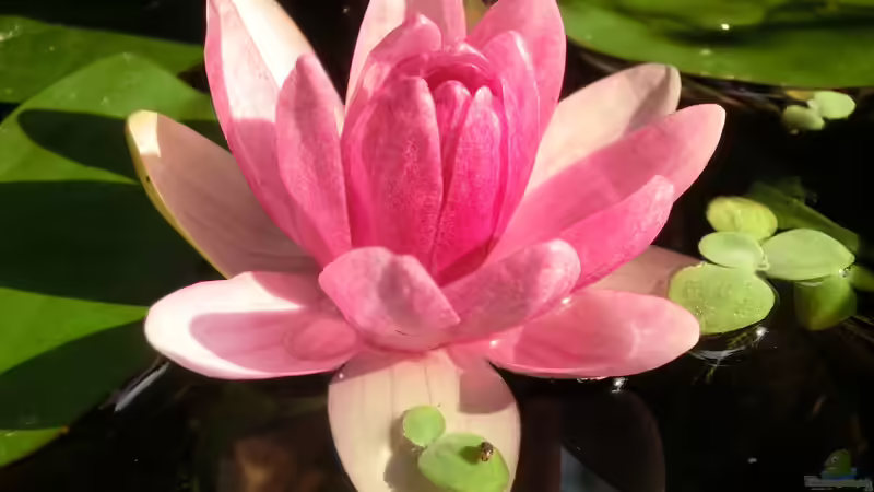 Aquarium Seerose auf&#039;m Balkon - Nur noch Beispiel von Laufilauf (2)
