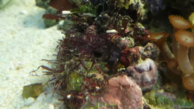 Aquarium Seewasser von Cichlid Power (4)