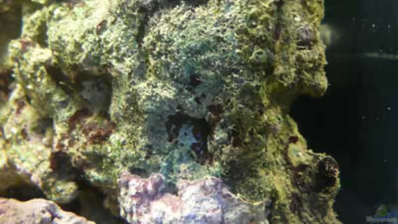 Aquarium Seewasser von Cichlid Power (5)