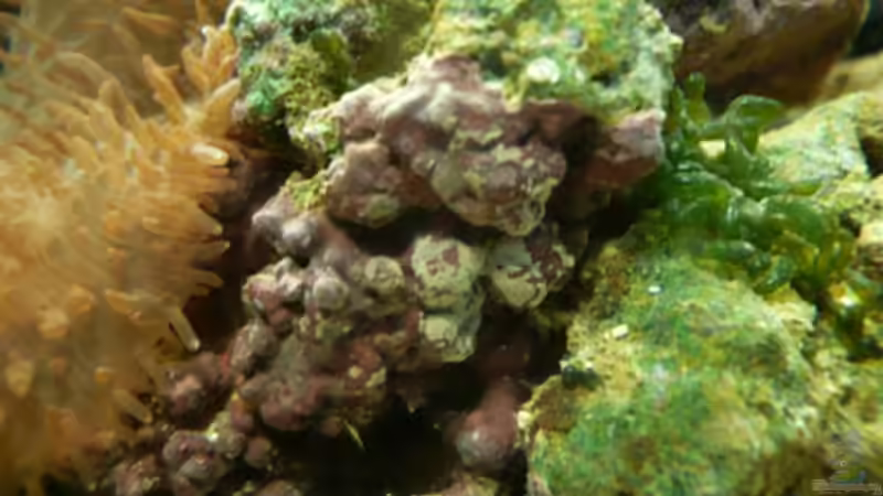 Aquarium Seewasser von Cichlid Power (6)